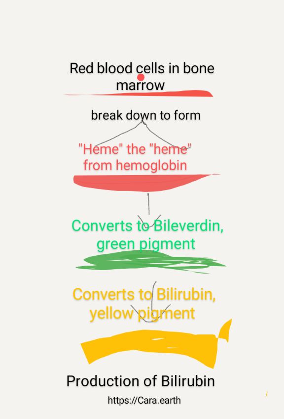 Bilirubin Yellow Pigment in Urine & Feces – Healer of Metabolic, Autoimmune Conditions